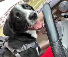 Smart Borador puppy for adoption