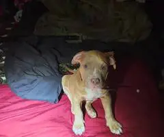 Red nose Pitbull puppy for sale - 1