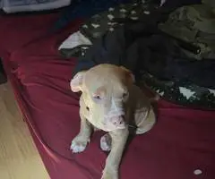Red nose Pitbull puppy for sale - 2