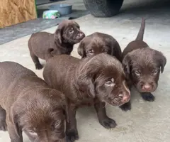 AKC chocolate Labrador retriever puppies for sale - 1