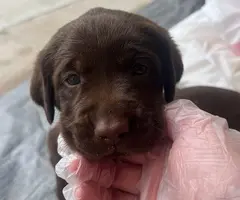 AKC chocolate Labrador retriever puppies for sale - 2