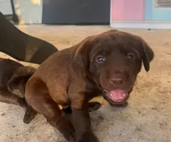 AKC chocolate Labrador retriever puppies for sale - 3