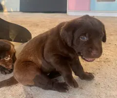 AKC chocolate Labrador retriever puppies for sale - 4