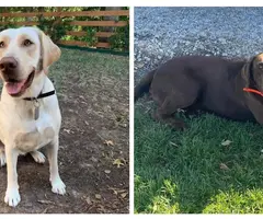 AKC chocolate Labrador retriever puppies for sale - 5