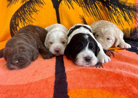 Beautiful Parti Cockapoo puppies for sale