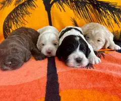 Beautiful Parti Cockapoo puppies for sale