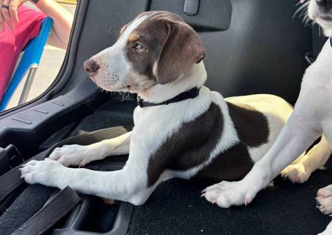 2 boy Mountain Feist puppies