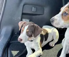 2 boy Mountain Feist puppies - 2