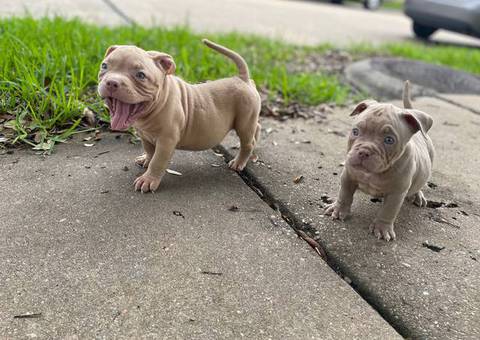 ABKC American Bully puppies for sale