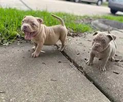 ABKC American Bully puppies for sale - 1