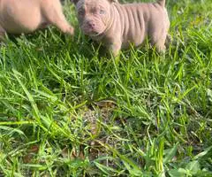 ABKC American Bully puppies for sale - 2