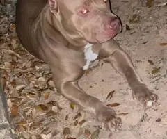 ABKC American Bully puppies for sale - 6