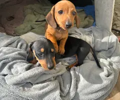2 cute short haired dachshund puppies