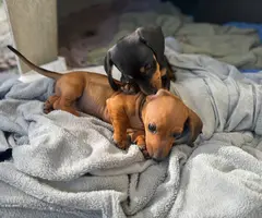 2 cute short haired dachshund puppies - 2