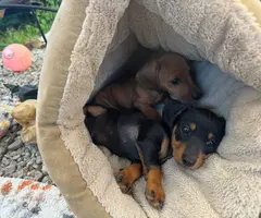 2 cute short haired dachshund puppies - 8