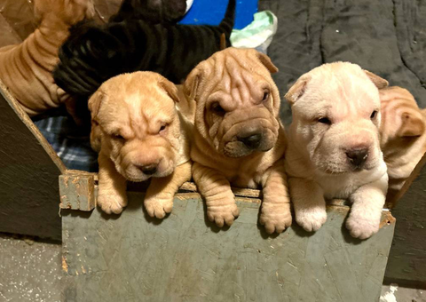 3 months old Sharpei puppies for sale