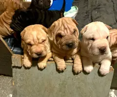 3 months old Sharpei puppies for sale - 1