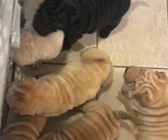 3 months old Sharpei puppies for sale - 2