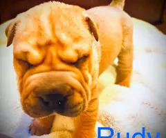 3 months old Sharpei puppies for sale - 6
