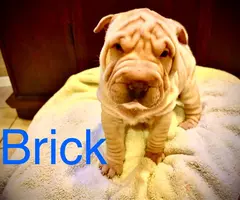 3 months old Sharpei puppies for sale - 7