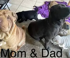 3 months old Sharpei puppies for sale - 8