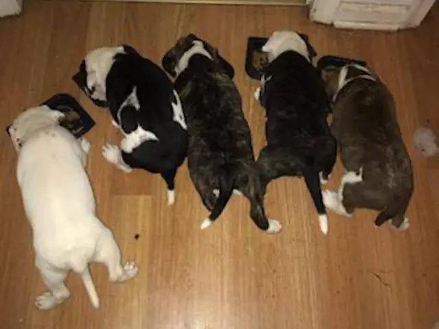 Very healthy Pitbull puppies for sale