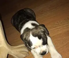 Very healthy Pitbull puppies for sale