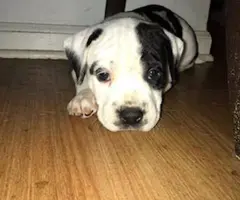 Very healthy Pitbull puppies for sale