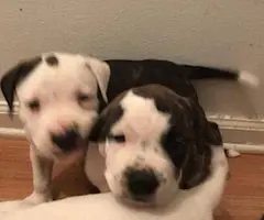 Very healthy Pitbull puppies for sale