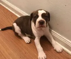 Very healthy Pitbull puppies for sale