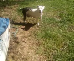 Very healthy Pitbull puppies for sale