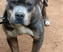 Very healthy Pitbull puppies for sale