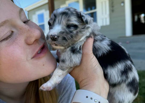 Gorgeous Australian Shepherd/Border Collie puppies