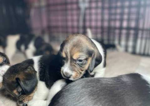 Purebred Beagle puppies for sale