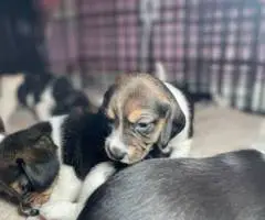 Purebred Beagle puppies for sale