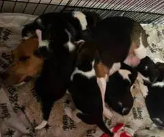 Purebred Beagle puppies for sale
