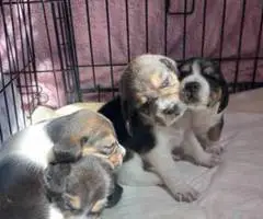 Purebred Beagle puppies for sale