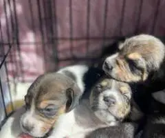 Purebred Beagle puppies for sale