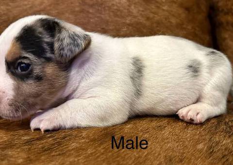 2 blue Merle male Jack Russell puppies for sale