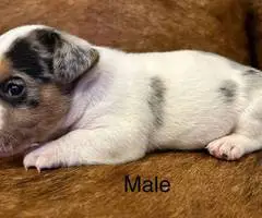 2 blue Merle male Jack Russell puppies for sale