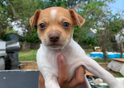 Male rat terrier mix puppies need good home