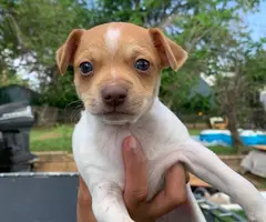 Male rat terrier mix puppies need good home