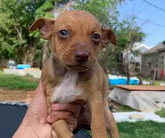 Male rat terrier mix puppies need good home - 2