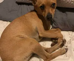 Male rat terrier mix puppies need good home