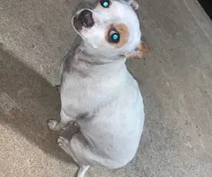 Male rat terrier mix puppies need good home