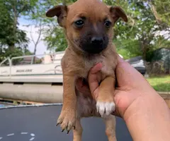 Male rat terrier mix puppies need good home - 6