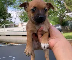 Male rat terrier mix puppies need good home