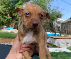 Male rat terrier mix puppies need good home - 7