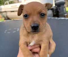 Male rat terrier mix puppies need good home