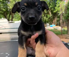 Male rat terrier mix puppies need good home